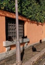 Four black stray cats on a bench in Rome, Italy. Stray cats in Rome. Stray cats in front of an orange wall. Cats relaxing on a Royalty Free Stock Photo