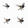 Four black, white birds flying in unison against alpha layer. Birds in flight create dynamic scene of movement, freedom. Spread Royalty Free Stock Photo