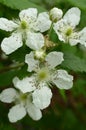 Four Blackberry blossoms two buds Royalty Free Stock Photo