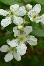 Four Blackberry blossoms two buds