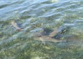 Four blacktip reef sharks Royalty Free Stock Photo