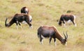 Four Blesbok Feeding on Dy Windy Winter Grassland Royalty Free Stock Photo