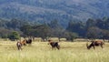 Blesbuck in Mlilwane wildlife sanctuary, Swaziland