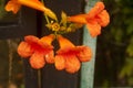 Four blooming orange flowers in summer Royalty Free Stock Photo