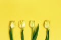 Four blooming yellow flowers tulip on paper background with copy space. Spring flowers for holiday, Womens or Mothers