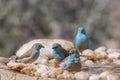 Blue-breasted Cordonbleu in Kruger National park, South Africa