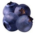 four blueberries isolated on white background.