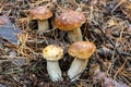 Boletus Edulis mushrooms in the needles
