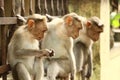 Four Bonnet Macaque Monkeys sitting in a wall Royalty Free Stock Photo