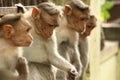 Four bonnet monkey sitting in gate or wall Royalty Free Stock Photo