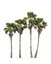 Four borassus flabellifer trees Royalty Free Stock Photo