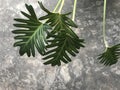 Four branches of green Xanadu plant on the rough polished cement floor