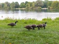 Four Branta canadensis lined up grazing Royalty Free Stock Photo