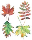 Four bright beautiful colorful leaves autumn green red brown maple and rowan