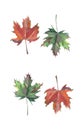 Four bright beautiful colorful leaves autumn green red brown maple watercolor