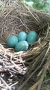 Bright Blue Robin Bird Eggs in Nest Royalty Free Stock Photo