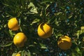 Four bright juicy and ripe oranges on the branches Royalty Free Stock Photo