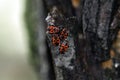 Four bright red-black beetles Pyrrhocoris apterus Royalty Free Stock Photo