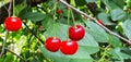 Four bright ripe cherries on a tree Royalty Free Stock Photo