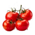 Four bright and ripe colored tomatoes with water dripping around them on a white background