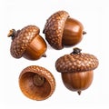 Four Brown Acorns Isolated on White Background Close Up Studio Shot Royalty Free Stock Photo
