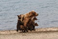 Four Brown Bear Cubs Royalty Free Stock Photo
