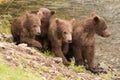 Four brown bear cubs beside Brooks River Royalty Free Stock Photo