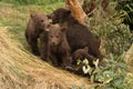 Four brown bear cubs sitting beneath tree Royalty Free Stock Photo