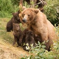 Four brown bear cubs sitting with mother Royalty Free Stock Photo