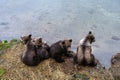 Four brown bear cubs sitting on the side of the Brooks River waiting for mother bear, Katmai National Park, Alaska