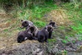 Four brown bear cubs sitting on the side of the Brooks River waiting for mother bear, Katmai National Park, Alaska Royalty Free Stock Photo