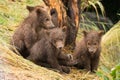 Four brown bear cubs sitting by tree Royalty Free Stock Photo