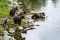 Four brown bear cubs standing on the side of the Brooks River getting ready to enter the river and swim to momma bear, Katmai Nati Royalty Free Stock Photo