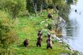 Four brown bear cubs standing up alert on the side of the Brooks River, Katmai National Park, Alaska Royalty Free Stock Photo