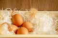 Four brown Chicken `s eggs and hen`s feather on white shredded paper in wooden basket and brown background Royalty Free Stock Photo