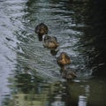 Four brown ducks swim across the river in a row Royalty Free Stock Photo
