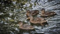 Four brown ducks swim in the river Royalty Free Stock Photo