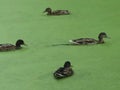 Four brown ducks swimming in a pool of duckweed in the Vondelpark in Amsterdam