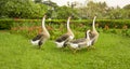 Four brown and white goose walking in the beautiful garden, they are a large waterbird with long neck, short legs, webbed feet, a Royalty Free Stock Photo