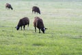 Four brown sheep grazing in fresh spring green meadow in the sun Royalty Free Stock Photo