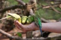 Four budgies on a human hand