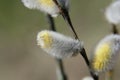 Buds on a willow tree, which consist of both white fluffs and yellow pollen.