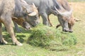 Buffalos are eating grass Royalty Free Stock Photo