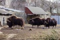 Four buffalos Royalty Free Stock Photo