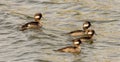 Bufflehead Ducks on the bay Royalty Free Stock Photo