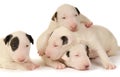 Four Bull Terrier puppies, playing over white background