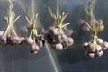 Four bundles of bound heads of fresh garlic