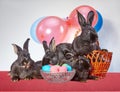 Four bunnys and Easter eggs