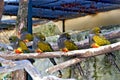 Four burrowing parrots