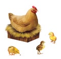 Chicken on a perch with three little chicks. Reali